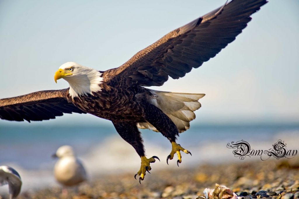 Amazing Eagle Photos