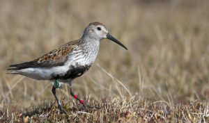 Migratory Birds in Alaska